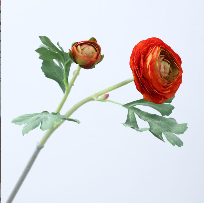 زنبق الندى - زهور كاذبة