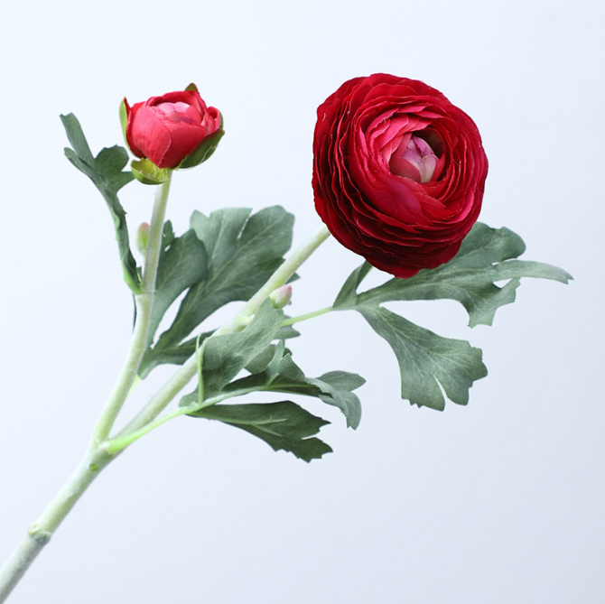 زنبق الندى - زهور كاذبة