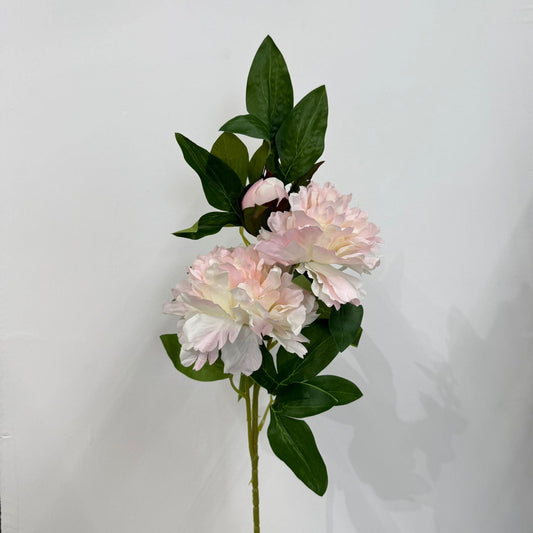 Blush لەندەن Peony STEM