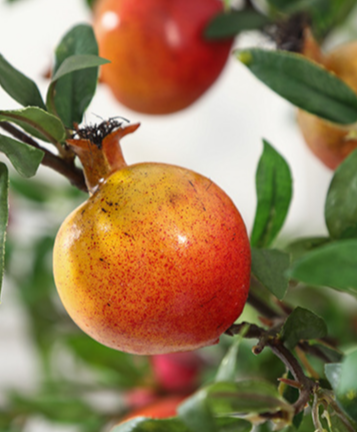 Pomegranate Branch - False Fruits