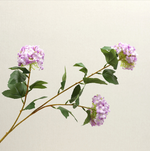 Wood Hydrangea - False Flowers