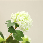 Wood Hydrangea - False Flowers