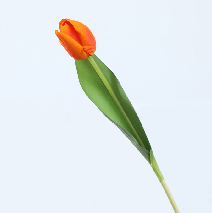 Lafite Tulip - False Flowers