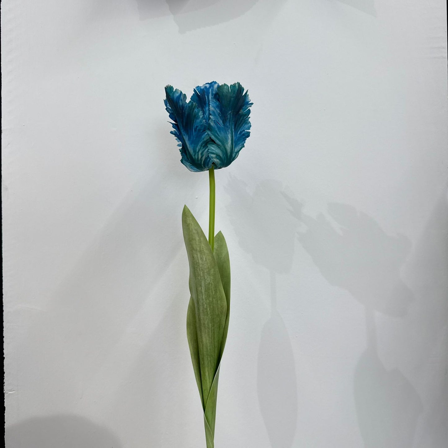 Parrot Tulip - False Flower