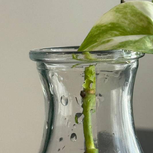 مزهرية زجاجية شفافة أنيقة