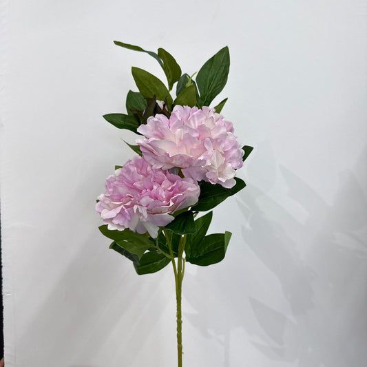 Blush لەندەن Peony STEM