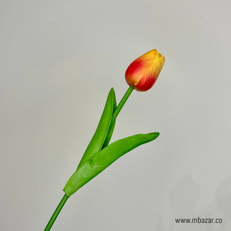 Tulip - False Flower