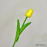 Tulip - False Flower