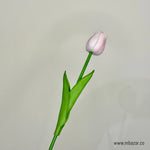 Tulip - False Flower