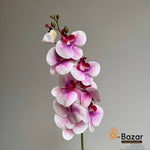 Phalaenopsis - False Flowers