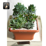 Modern Garden Pot SAL.030