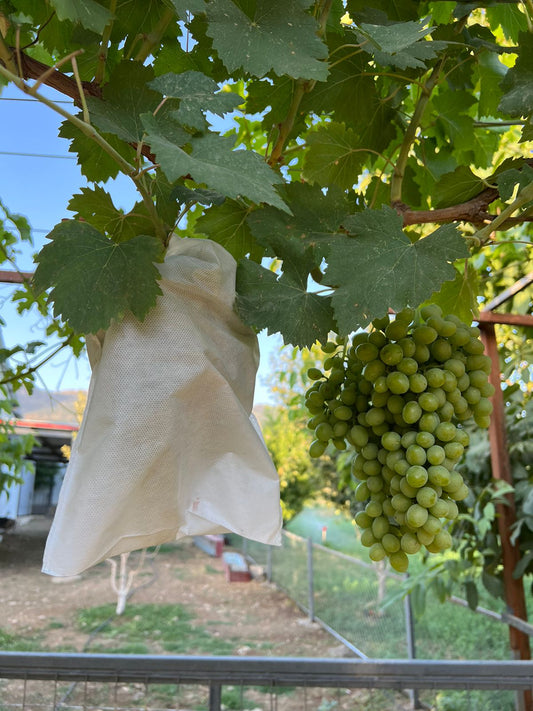 جانتای ترێ